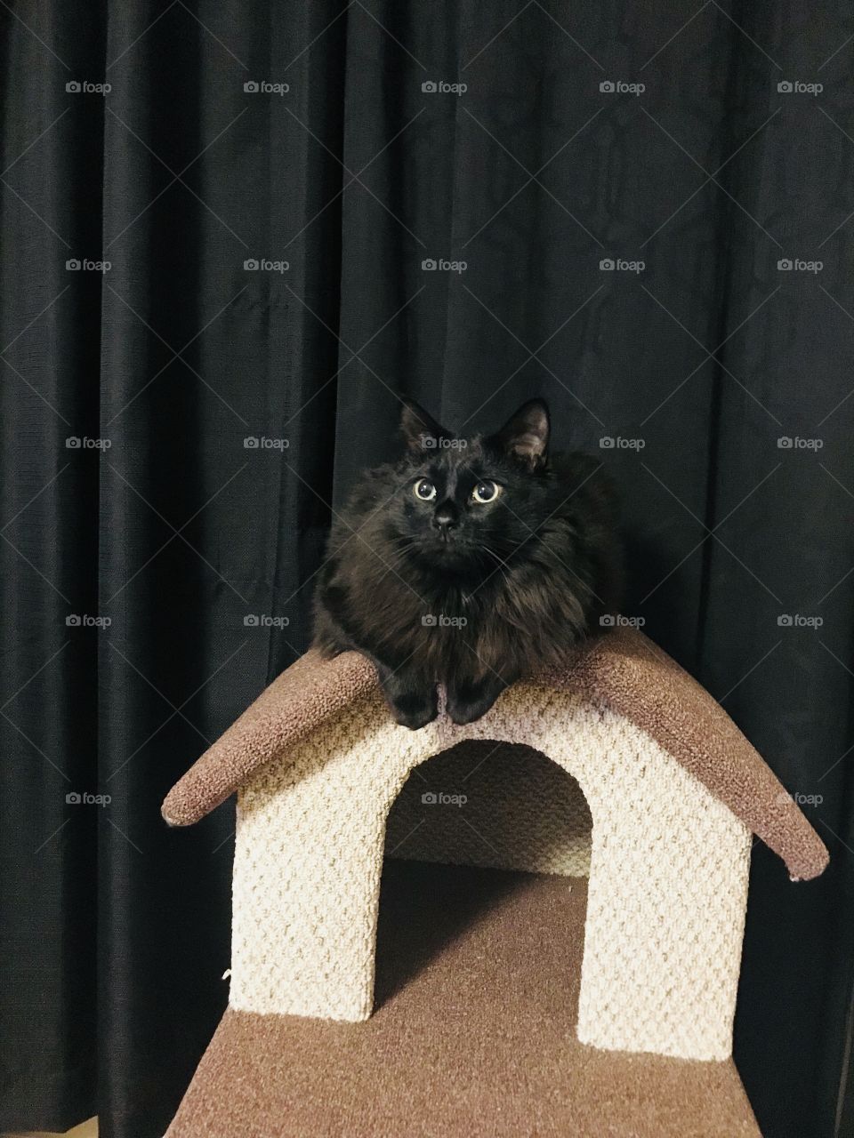 Happy cat happy home 