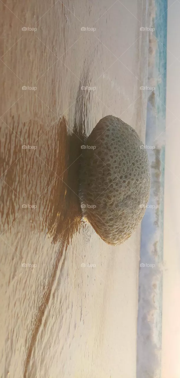 coral captured