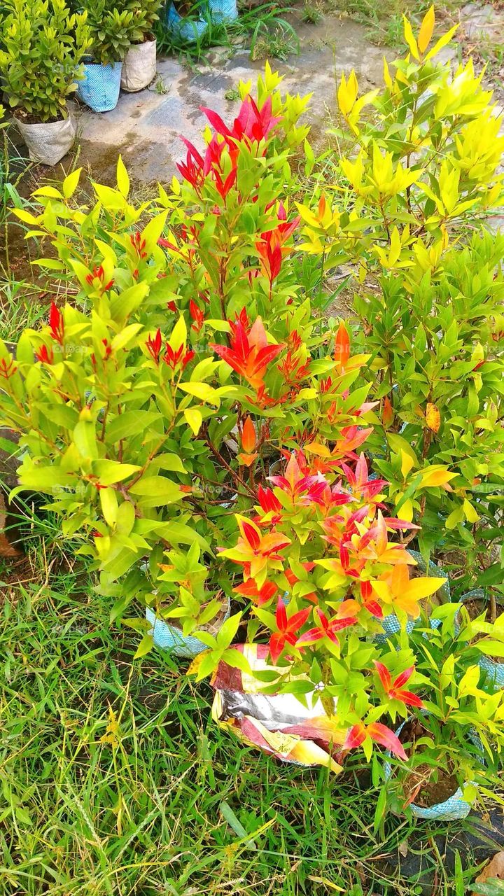Syzygium Plant Colourfull Leaf's