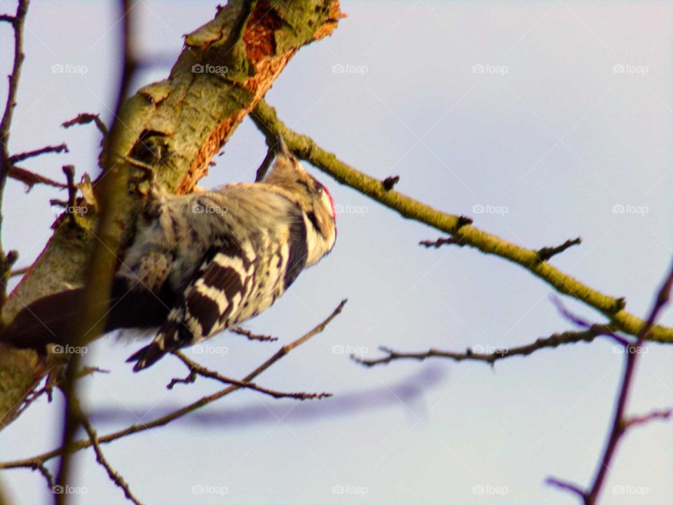 Ein Kleinspecht im Baum