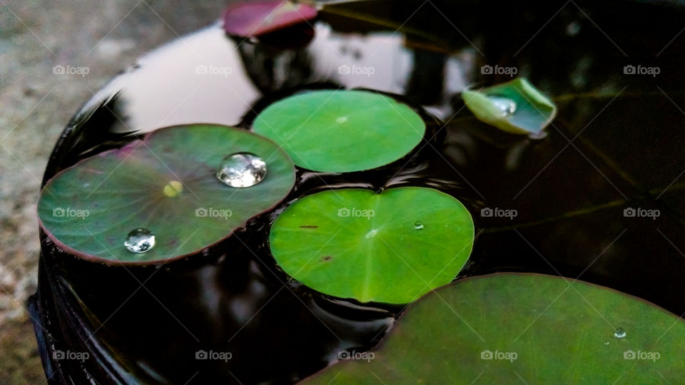 Water Drop on Lotus