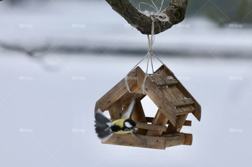 bird feeder in the park