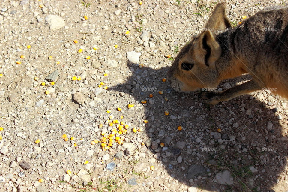 mara eating