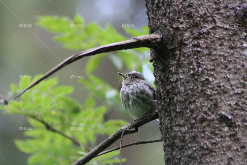 Bird on a tree branch