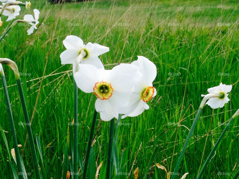 Daffodils 