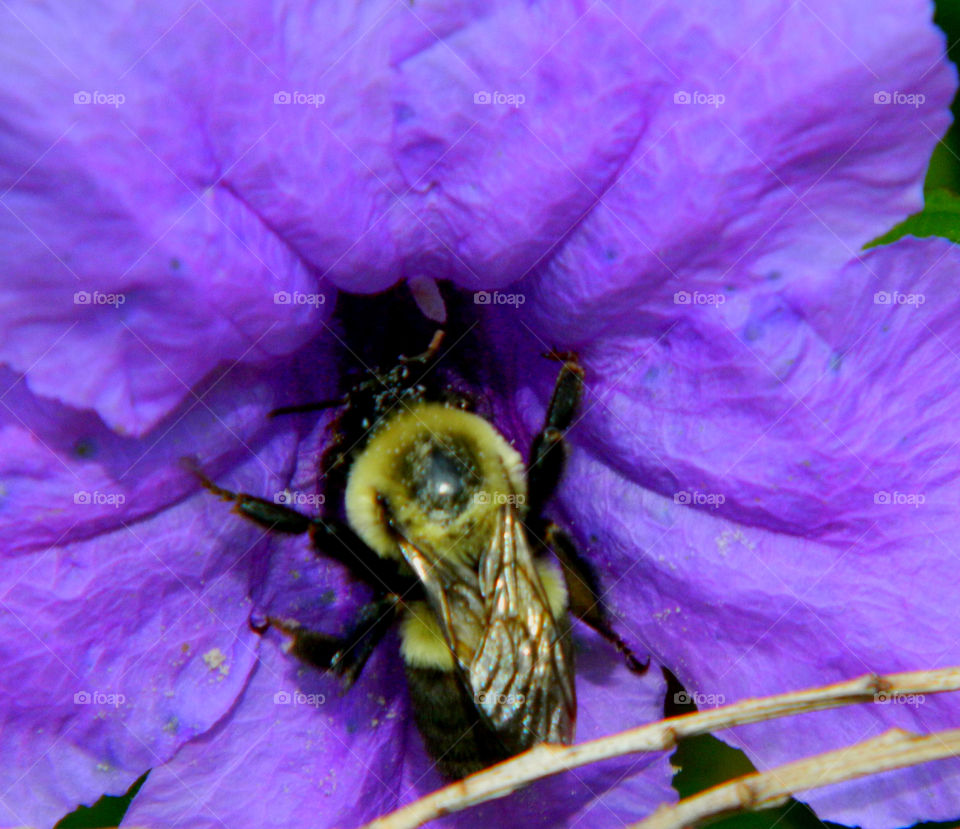 Head First. The bee goes headfirst into the Mexican Petunias for a delightful treat - Nectar!  As our reward he pollinates flowers!