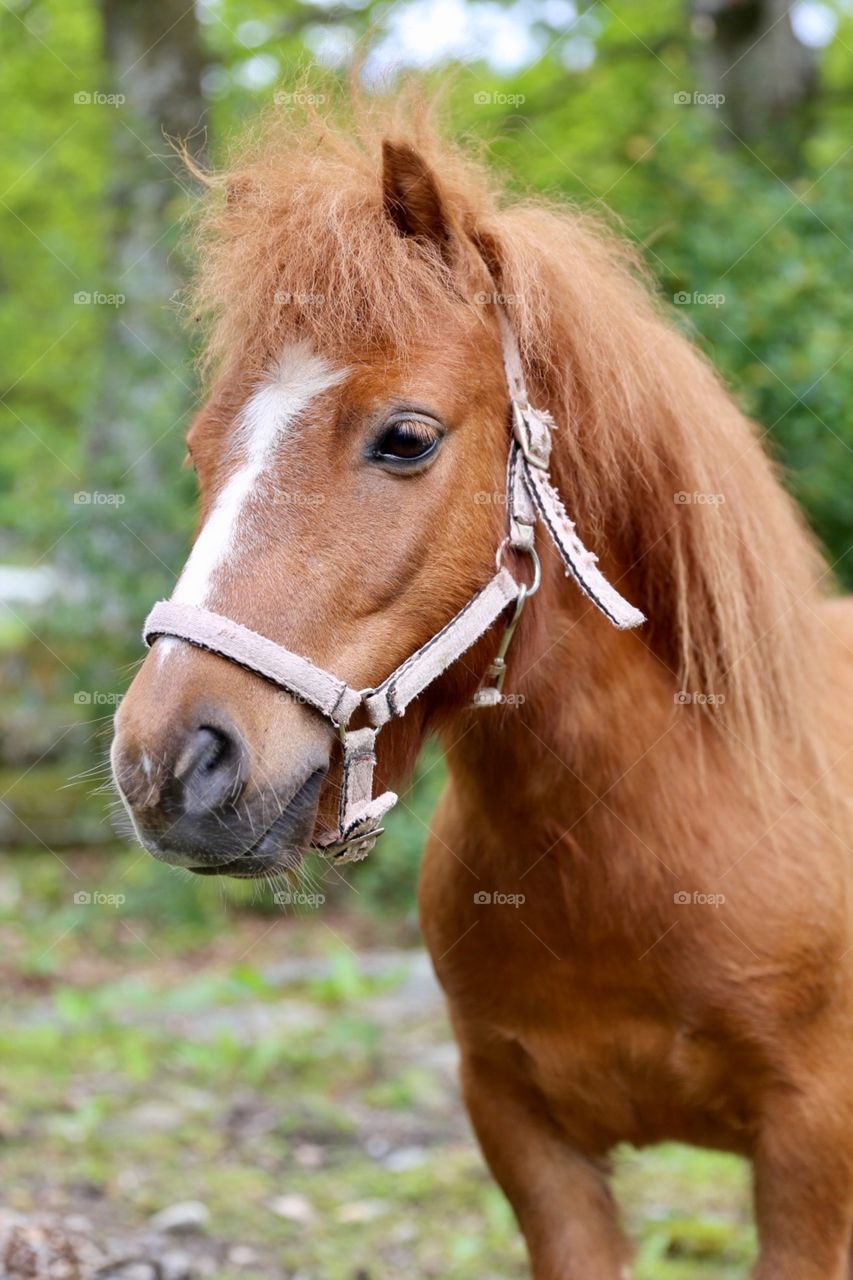 Pony portrait