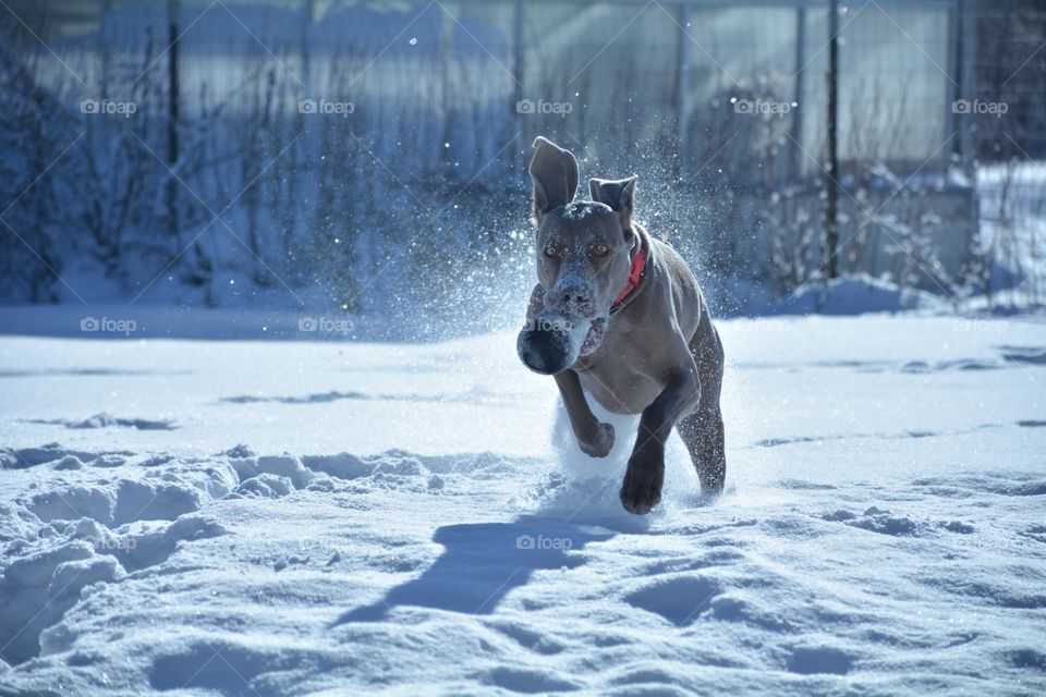 Dog running through snow