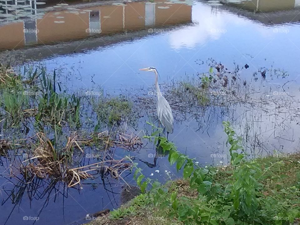 bird in water Riverview,  FL