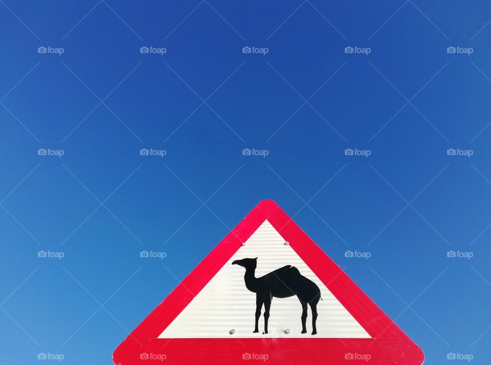 Camels crossing warning sign