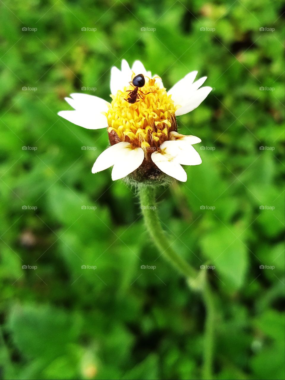 The ant put it head into the flower looking for the food.