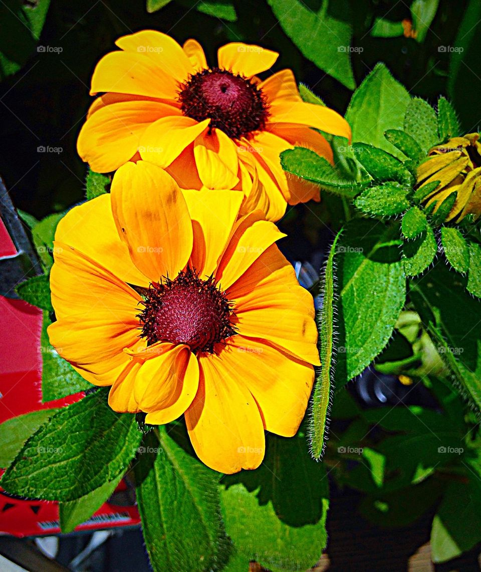 Close-up of yellow flower