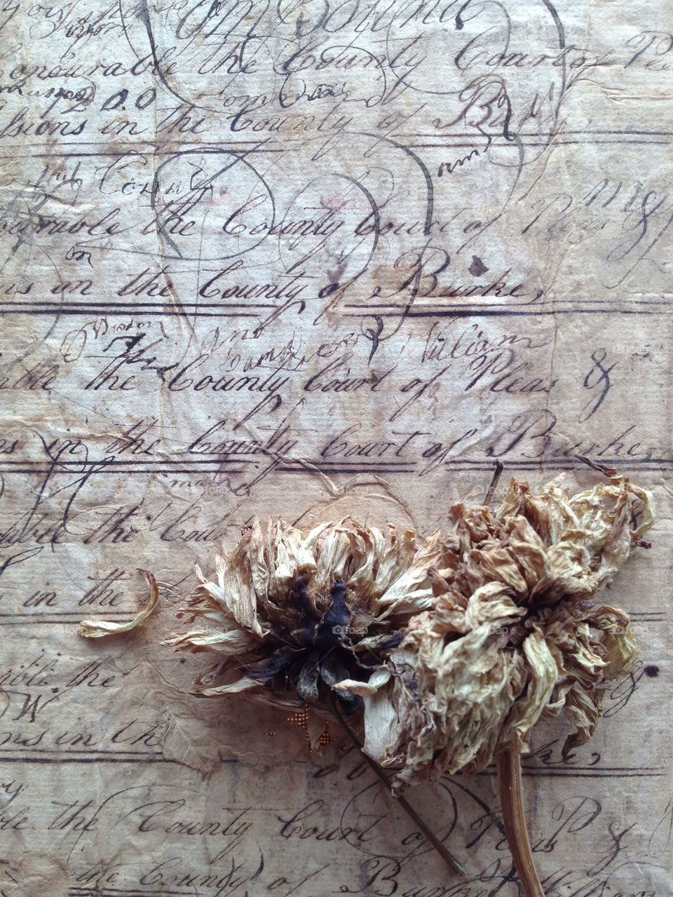 Drying flowers on old script handwriting