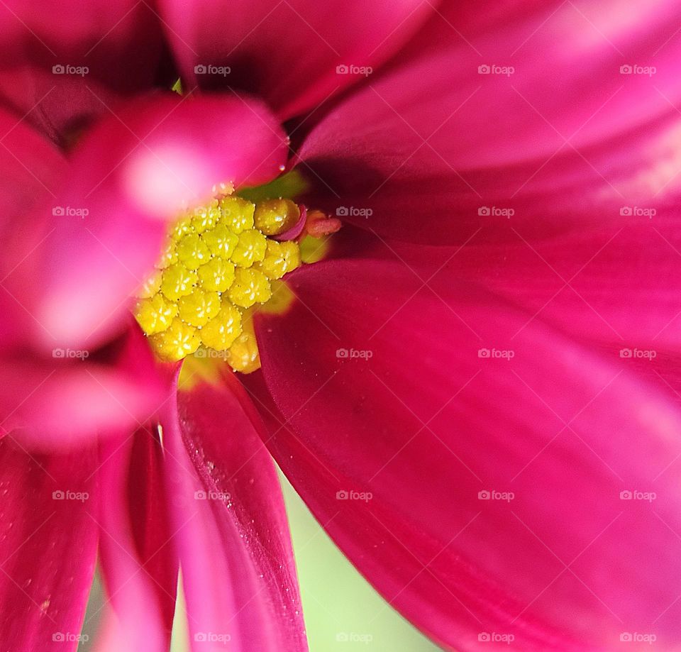 "Focus on the yellow. " Aiming for the anther of this gorgeous, new, pink, ,chrysanthemum bloom. A focused center and blurred petals provide a pleasing visual harmony.