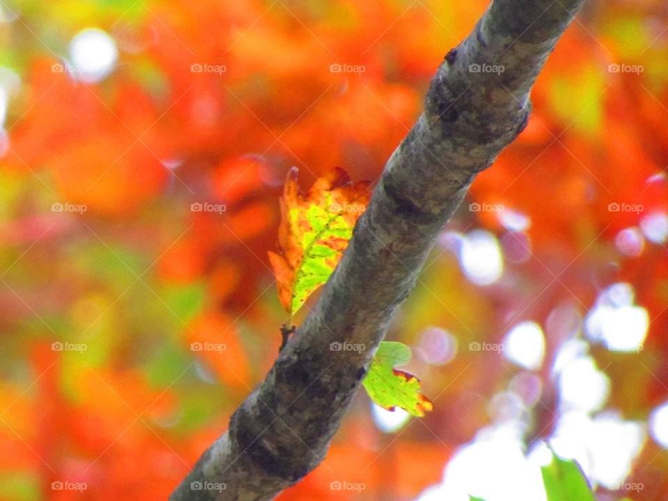 colorful nature. Beautiful colors of nature.