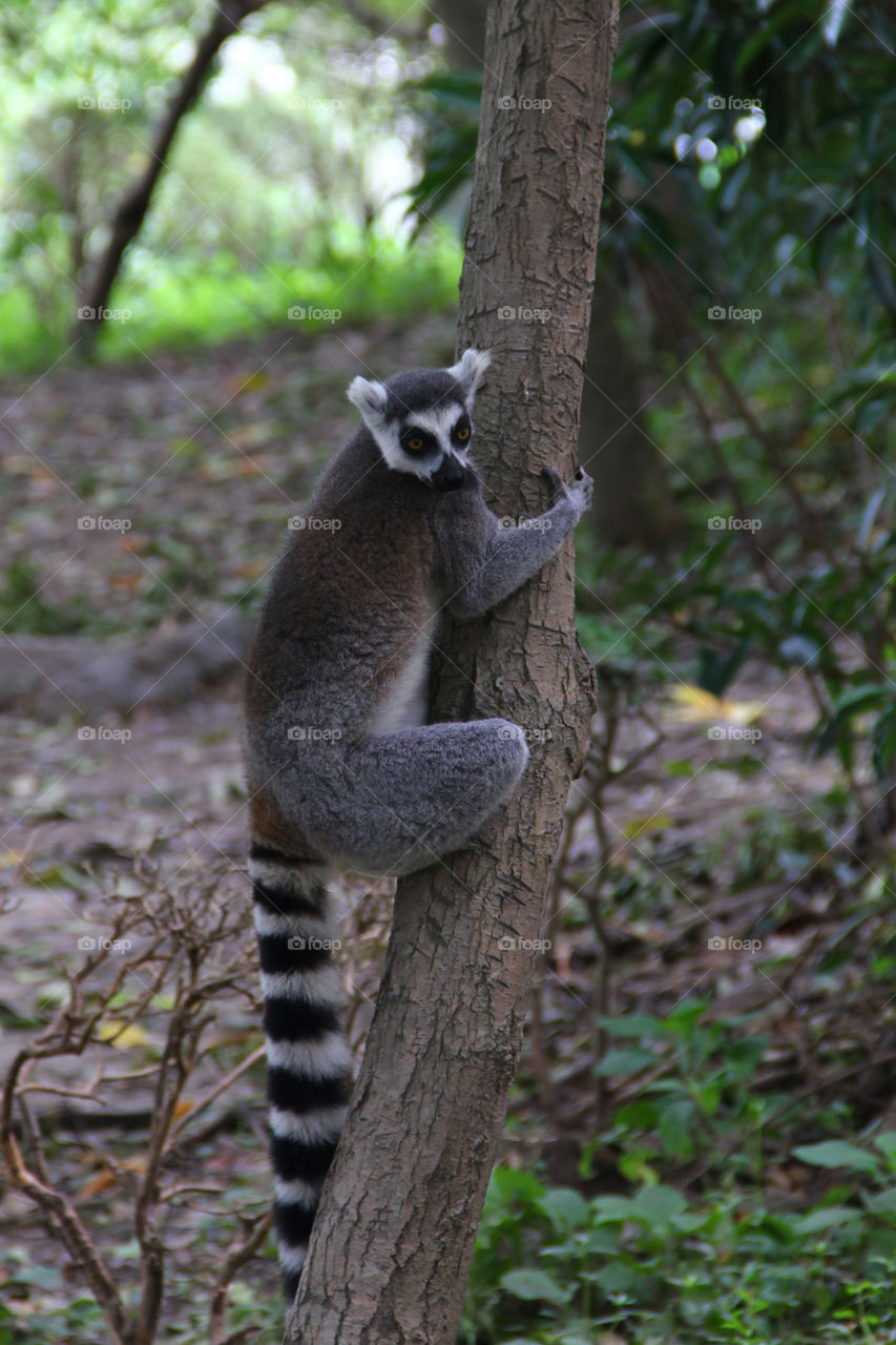 Close-up of lemur climbing on tree