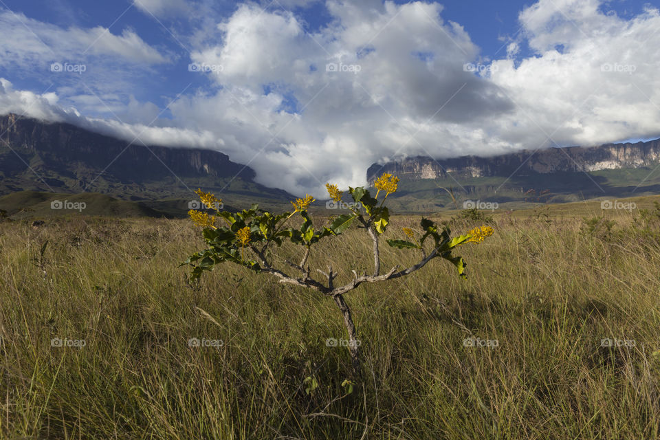 Mount Roraima and Kukenan Tepui in Venezuela, Canaima National Park.