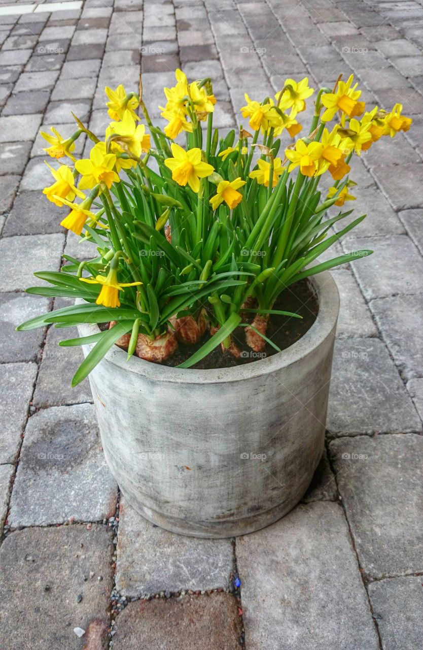 daffodils in a pot. daffodils in a pot 