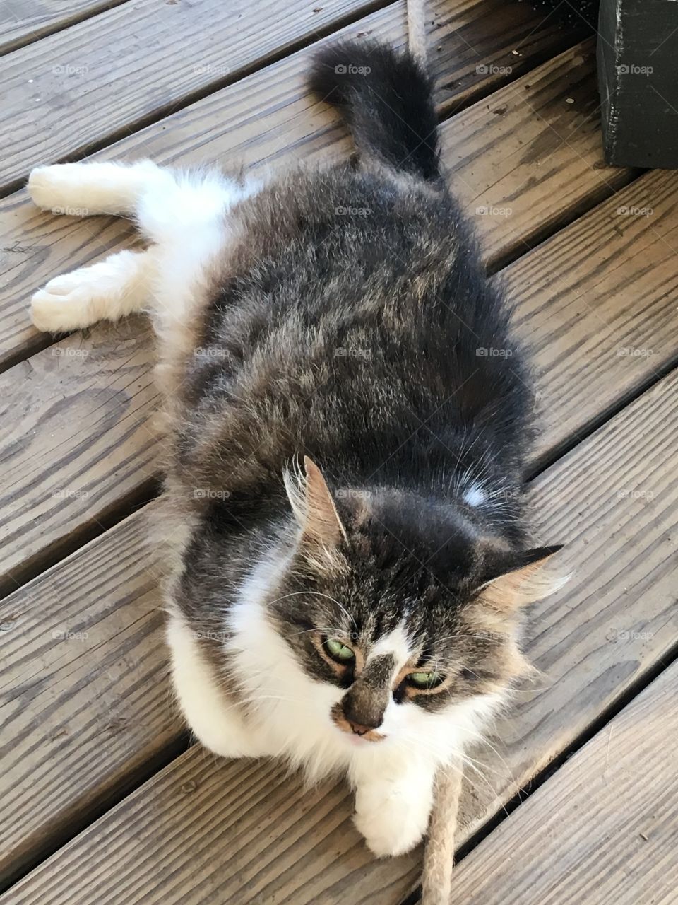 Pretty girl she’s been with our family for a couple of years now. She stays on our front porch.
