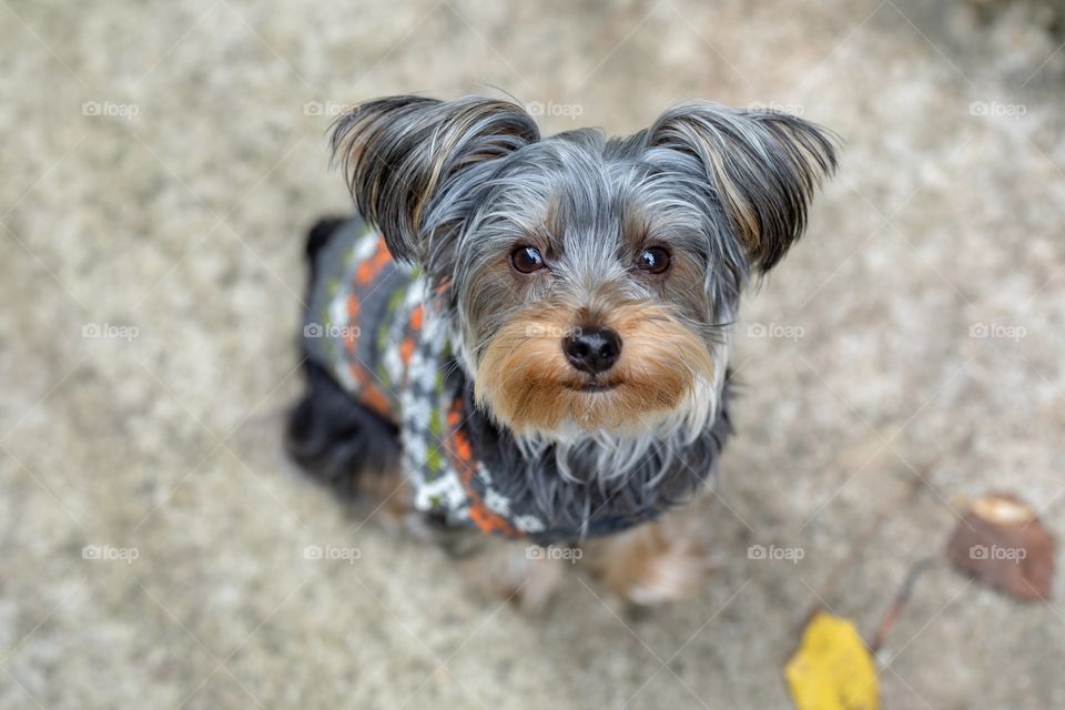 Adorable yorkie dog in a fall sweater smiling at the camera. 
