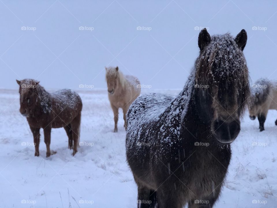 Iceland Wild Ponies
