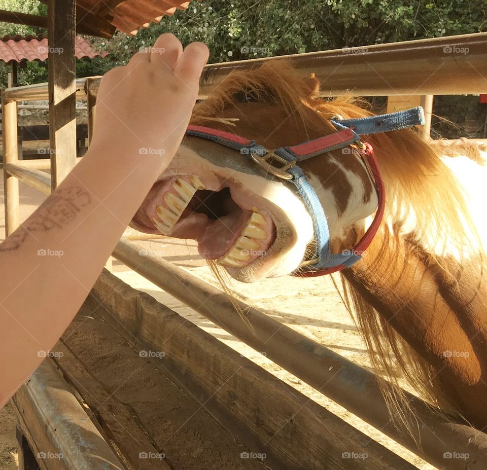 People, Vehicle, Transportation System, Cavalry, One