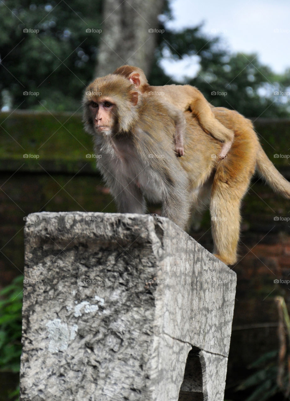 monkey family in Nepalese temple