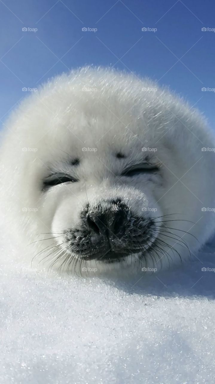 seal in the snow