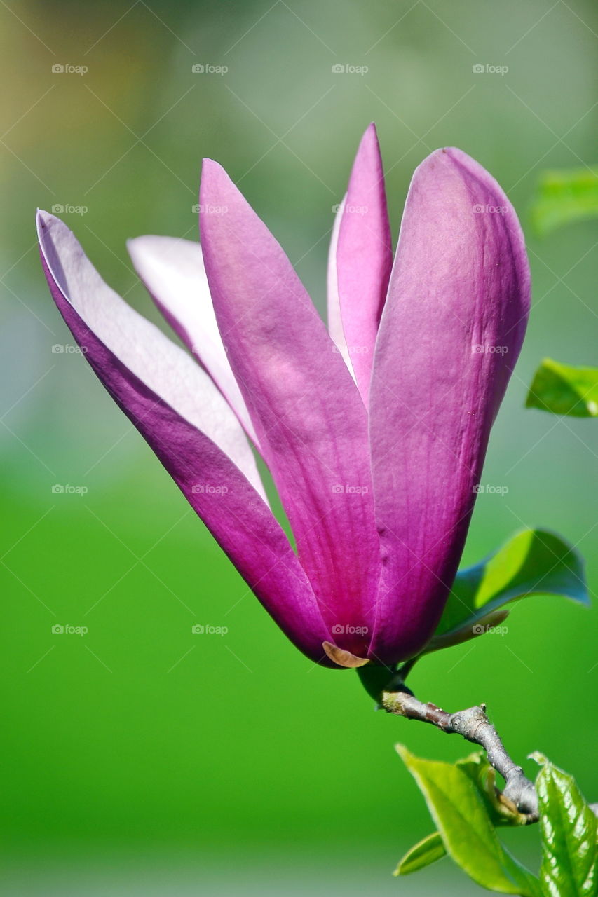 Close-up of flower