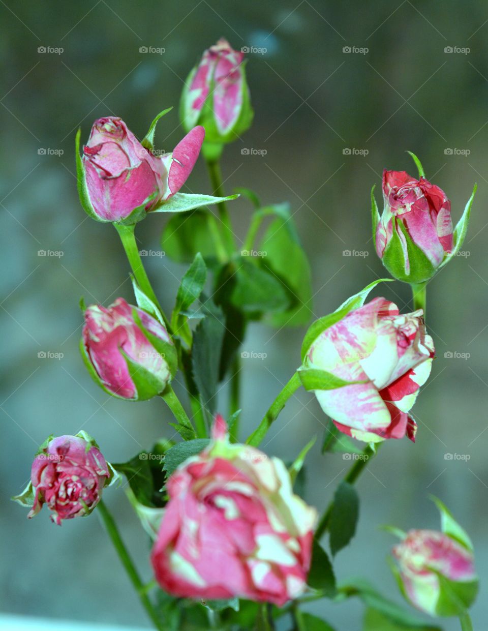 Flower, Nature, Flora, Floral, Leaf