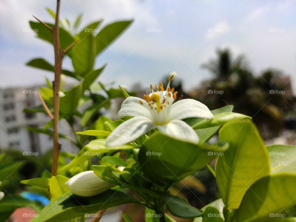Lime flower