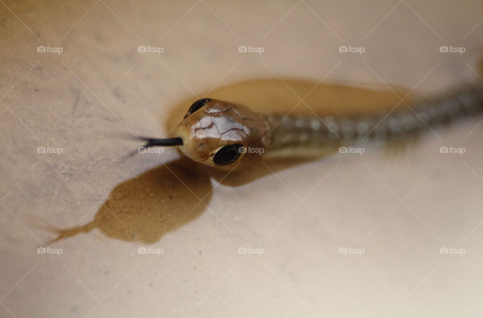 Forked tongue of snake into the water's canal microhabitat of. Interest fish of types small cruatace, amphibia and others .