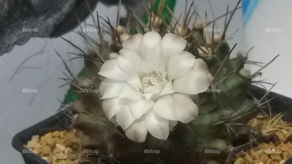 My close up white cactus flower