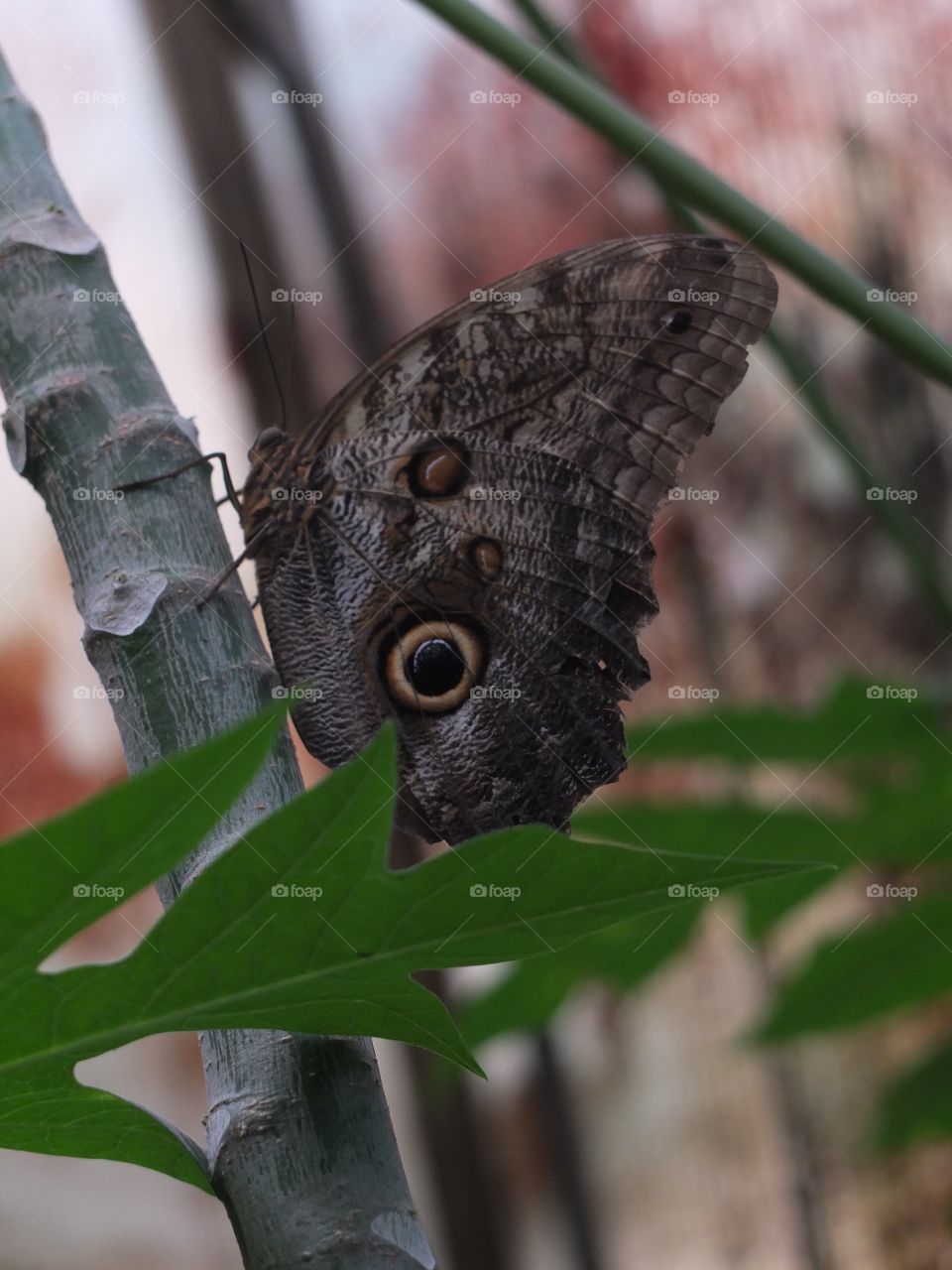 Central American Owl Butterfly 