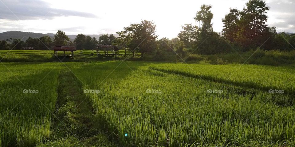 sunset and Paddy field