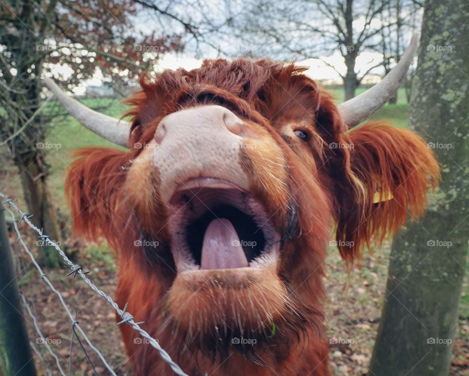 Highland cattle