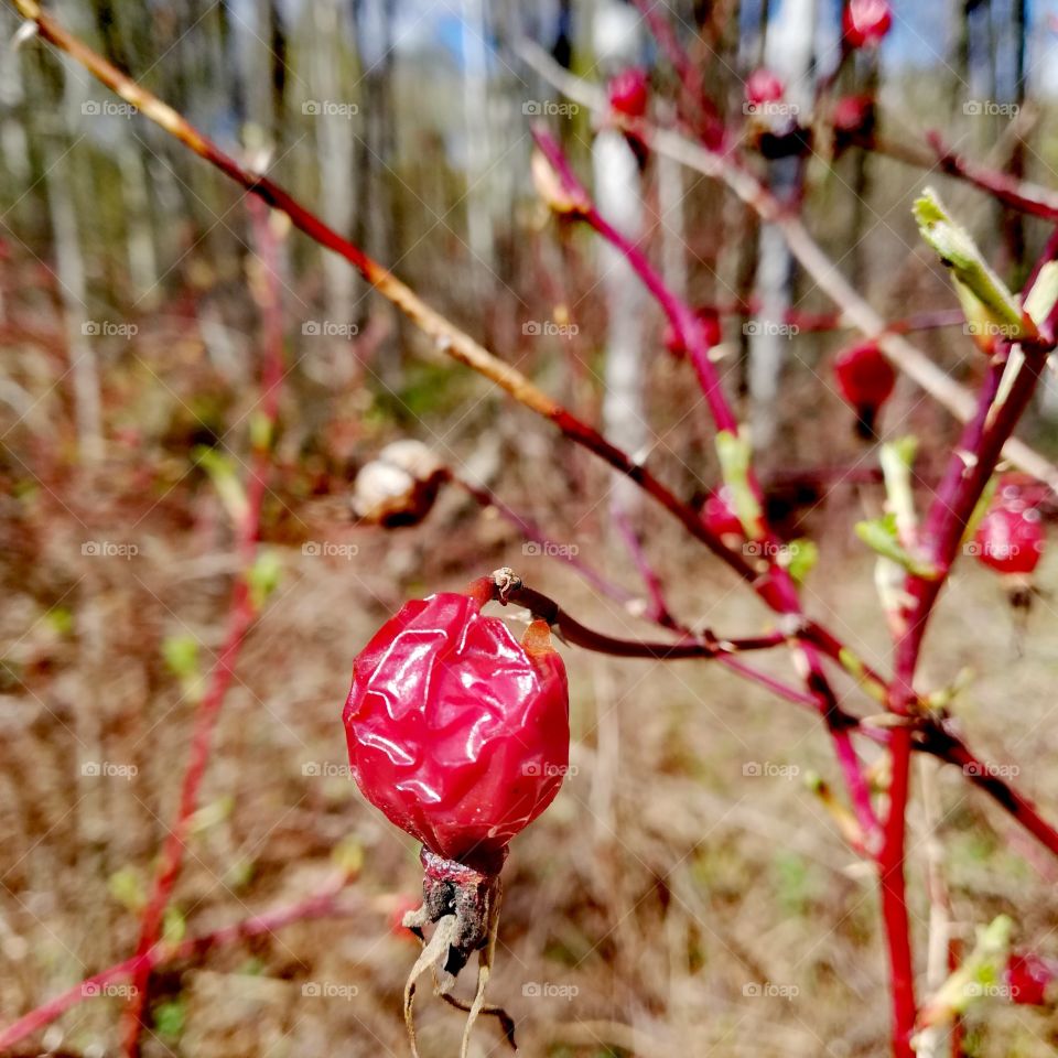 Шиповник. Ивановская область, Россия
