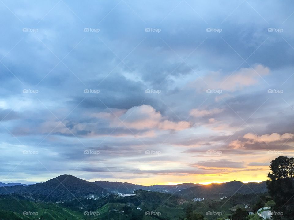 Sunrise over the tea plantation