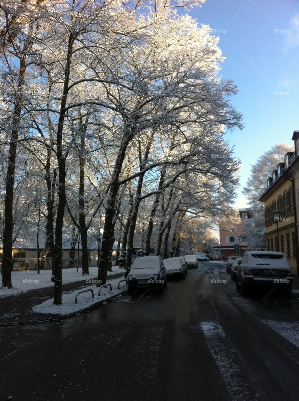 Snow Trees