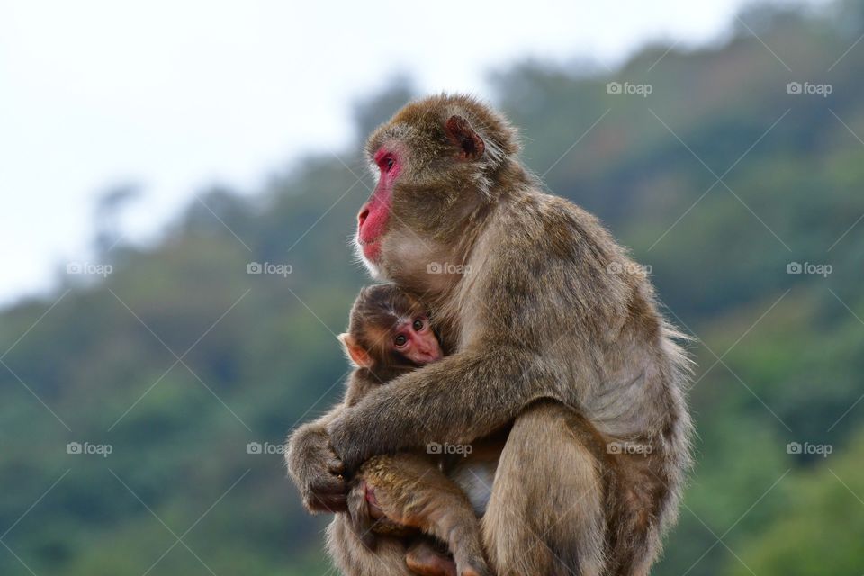 Macaque with a baby
