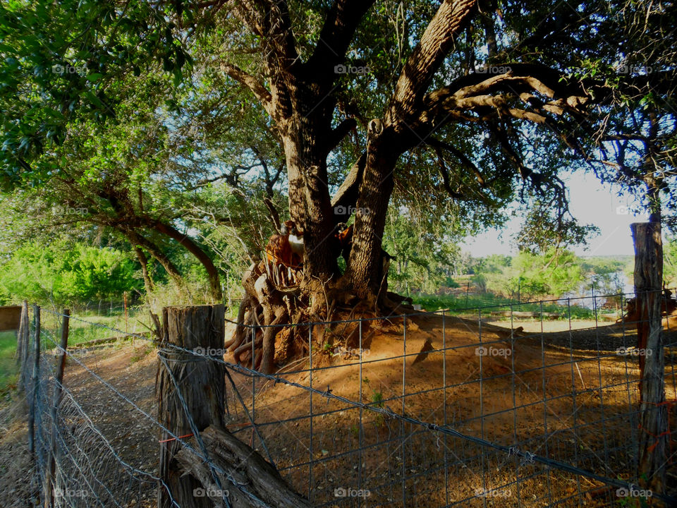 goat farm pic.2. these silly goats were climbing up in this tree when I walked up