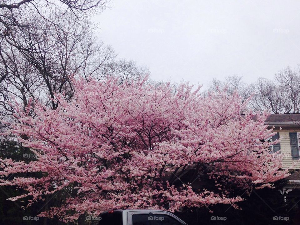 Pink tree