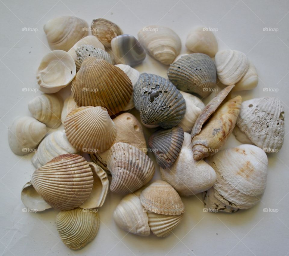 Seashells 