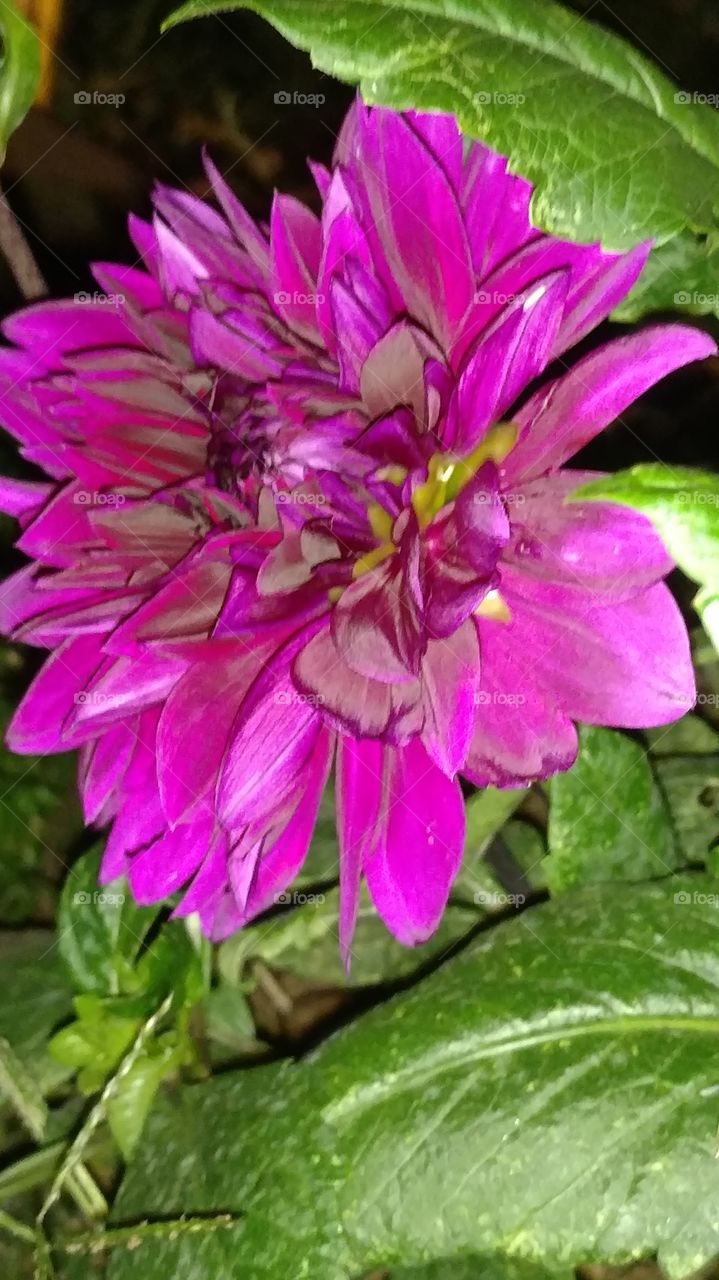 Nature, Flower, Flora, Garden, Leaf