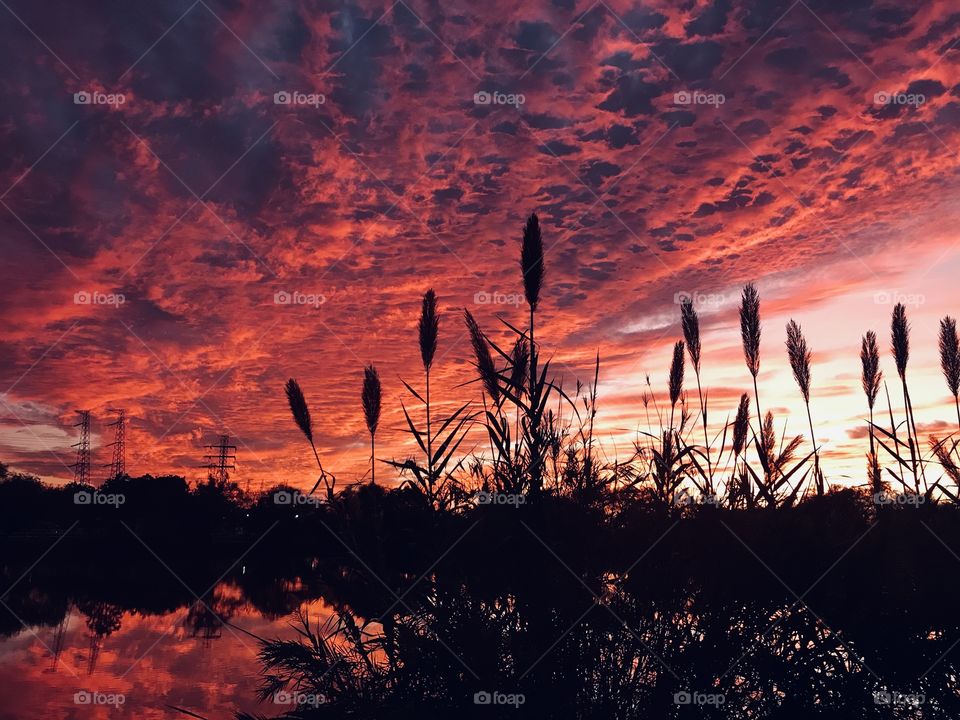 Total Domination Sunset to Twilight. Enormous Reflections of the Massive Sunlit Multi Colored Sun Colored Cloud. Totally covered the Entire Sunset Field. Frontage Coverage of Cat Tails are Magnificent with Background Features. Ominous Reflection lake