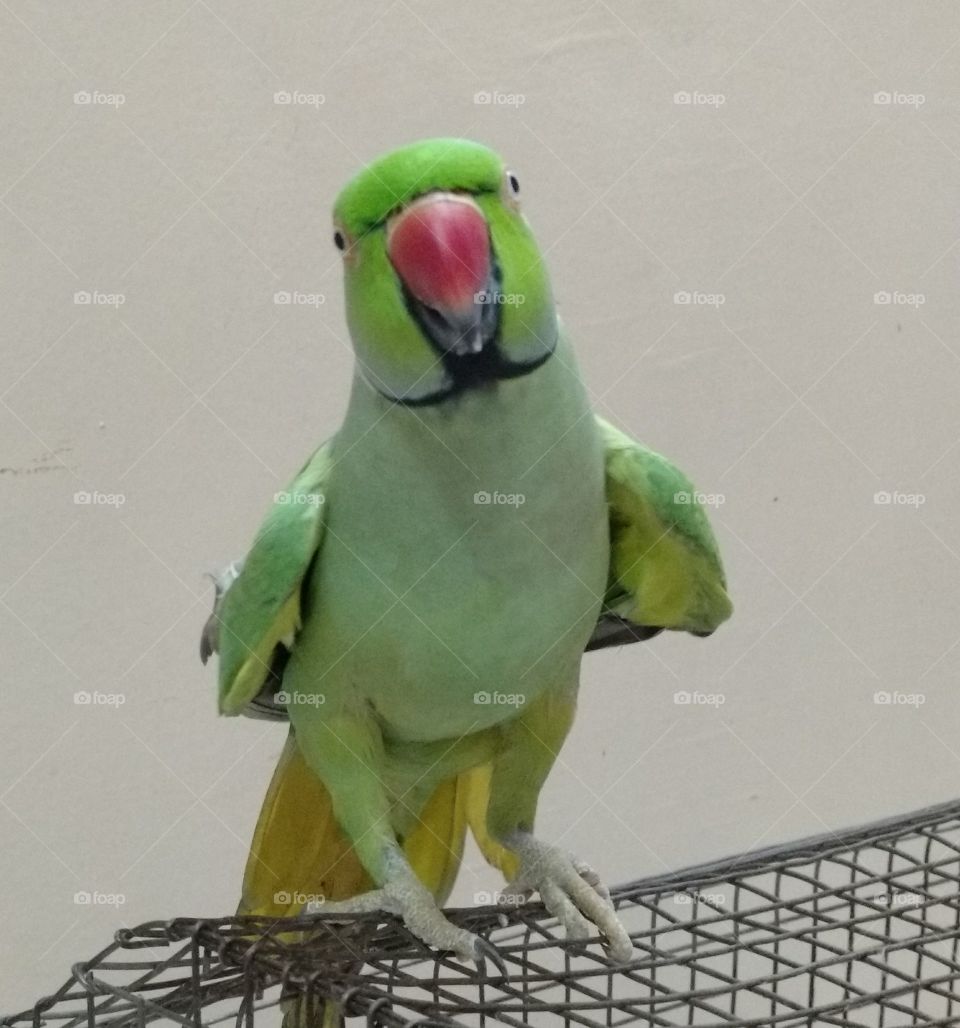 Parrot pose.