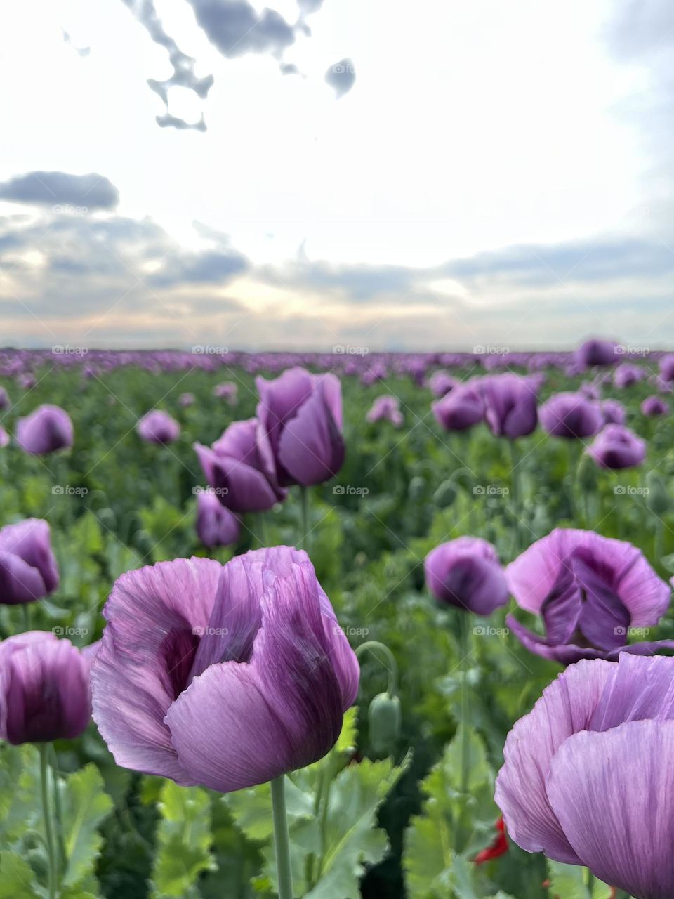 Poppy flowers