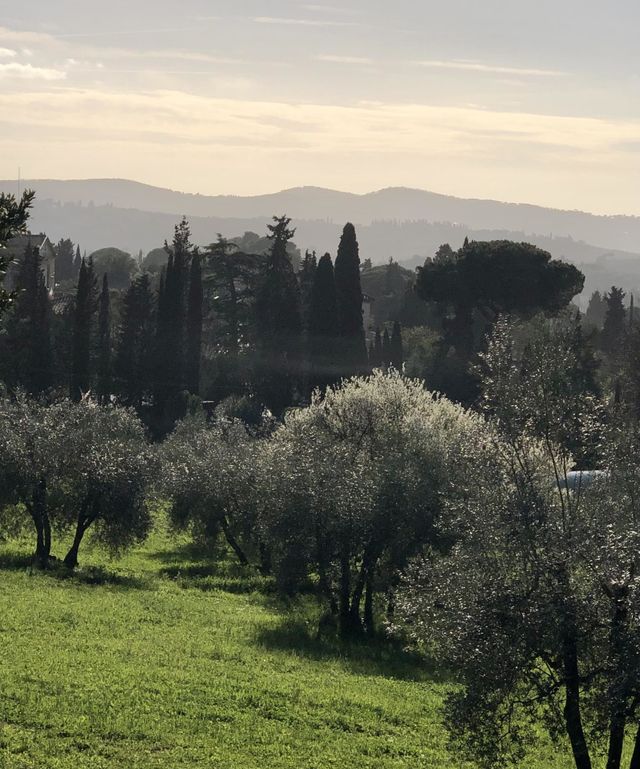 Tuscan Forest Dreams