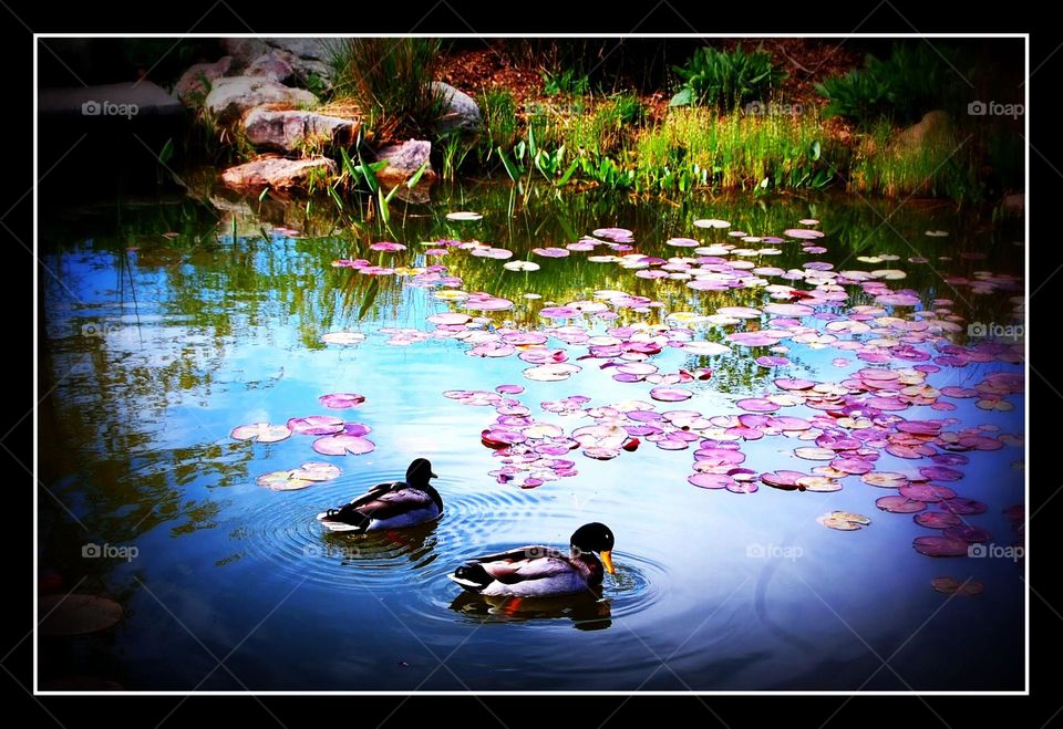 two ducks on a pond with water lilies and colorful water plants