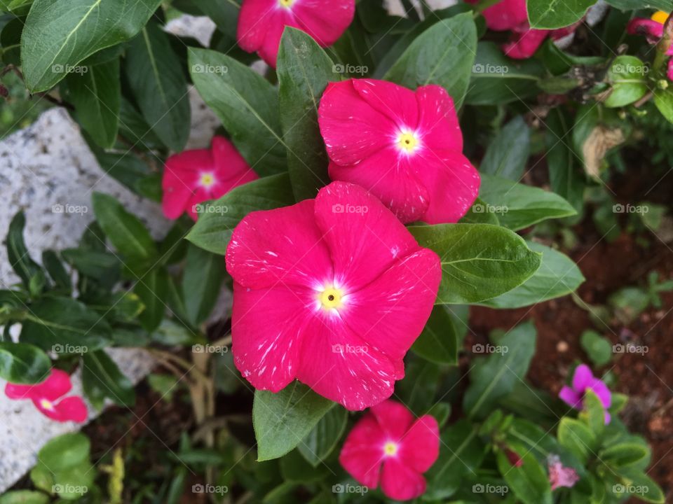 🌼#Flores do nosso #jardim, para alegrar e embelezar nosso dia!
#Jardinagem é nosso #hobby.
🌹
#flowers
#garden
#nature
#flor